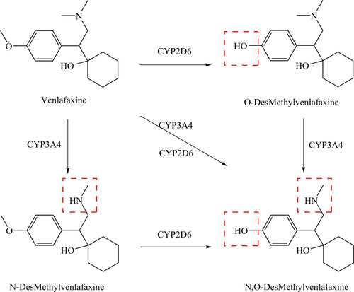 Figure 1 Venlafaxine metabolism to O-desmethylvenlafaxine, N-desmethylvenlafaxine, and N, O-didesmethylvenlafaxine.