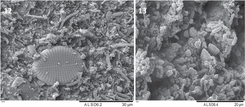 Figs 12–13. SEM of the epiphytic microbial colonization of Halidrys siliquosa algal fronds. Fig. 12. Diatom embedded amongst diverse prokaryotes. Fig. 13. Three-dimensional structure of microbial biofilm.