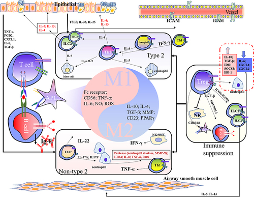 Figure 3 Inflammation and cell recognition in asthma.