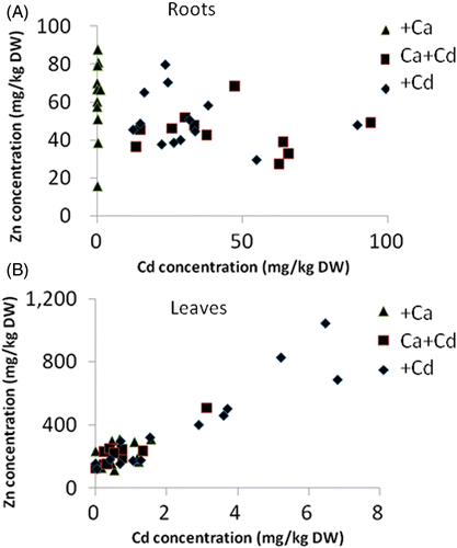 Figure 2. Relationship between cadmium (Cd) and zinc (Zn) concentrations in (A) roots and (B) leaves following treatment with calcium (Ca) (triangles), Ca+Cd (squares) or Cd (diamonds). DW, dry weight.