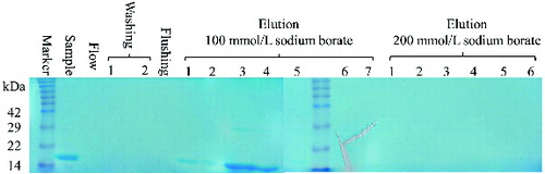 Figure 2. SDS-PAGE analysis of the second step purification of recombinant REG3α.