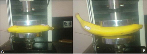 Figure 1. How to place banana for pressure test: (A) from side and (B) internal arc of banana.