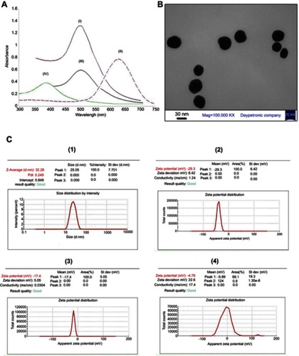 Figure 2 Characterization of gold NPs and indolicidin-gold NPs conjugate. (A) UV-vis spectrum of gold NPs (I), thiol-capped gold NPs before sonication (II), thiol-capped gold NPs after sonication (III) and the gold NPs conjugated with indolicidin (IV). (B) The TEM image of colloidal gold NPs. (C) DLS graph of colloidal gold NPs with an average diameter of 32 nm (1) and the zeta potential of gold NPs (2), thiol-capped gold NPs (3) and indolicidin conjugated with gold NPs (4).Abbreviations: NPs, nanoparticles; TEM, transmission electron microscopy; DLS, Dynamic light scattering.