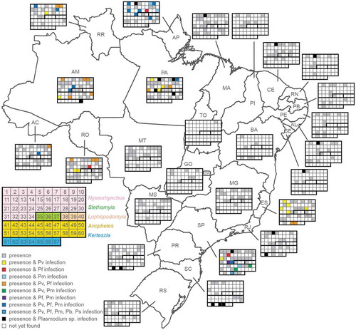 Figure 5. Distribution and vectorial capacity of Anopheles mosquitoes.States are abbreviated as follows: AC, Acre; AM, Amazonas; AP, Amapá; MA, Maranhão; MT, Mato Grosso; PA, Pará; RO, Rondônia; RR, Roraima; TO, Tocantins; PI, Piauí; CE, Ceará; RN, Rio Grande do Norte; PB, Paraíba; PE, Pernambuco; AL, Alagoas; SE, Sergipe; BA, Bahia; MG, Minas Gerais. SP, São Paulo; ES, Espírito Santo; RJ, Rio de Janeiro; GO, Goiás; DF, Distrito Federal; MS, Mato Grosso do Sul; PR, Paraná; SC, Santa Catarina; RS, Rio Grande do Sul. Shaded (including colored) squares depict recorded presence of a mosquito species, while the color indicates detection of one or more parasite species as shown in the key. 1, An. albertoi; 2, An. albitarsis s.l.; 3, An. antunesi; 4, An. aquasalis; 5, An. argyritarsis; 6, An. arthuri; 7, An. benarrochi; 8, An. braziliensis; 9, An. darlingi; 10, An. deaneorum; 11, An. dunhami; 12, An. evansae; 13, An. galvaoi; 14, An. goeldii; 15, An. guarani; 16, An. halophylus; 17, An. ininii; 18, An. janconnae; 19, An. konderi; 20, An. lanei; 21, An. lutzii; 22, An. marajoara; 23, An. nigritarsis; 24, An. noroestensis; 25, An. nunesztovari s.l.; 26, An. oryzalimnetes; 27, An. oswaldoi s.l.; 28, An. parvus; 29, An. pristinus; 30, An. rangeli; 31, An. rondoni; 32, An. sawyer; 33, An. strode; 34, An. triannulatus s.l.; 35, An. kompi; 36, An. nimbus; 37, An. thomasi; 38, An. gilesi; 39, An. pseudotibiamaculatus; 40, An. squamifemur; 41, An. anchietai; 42, An. bustamentei; 43, An. costai; 44, An. eiseni; 45, An. evandroi; 46, An. fluminensis; 47, An. forattinii; 48, An. intermedius; 49, An. maculipes; 50, An. mattogrossensis; 51, An. mediopunctatus; 52, An. minor; 53, An. neomaculipalpus; 54, An. peryassui; 55, An. pseudomaculipes; 56, An. pseudipunctipennis; 57, An. punctimacula; 58, An. ranchoui; 59, An. shannoni; 60, An. tibiamaculatus; 61, An. bambusicolus; 62, An. bellator; 63, An. boliviensis; 64, An. cruzii; 65, An. homunchulus; 66, An. laneanus; 67, An. neivai. Pv, P. vivax; Pf, P. falciparum, Pm, P. malariae, Pb, P. braziliensis; Ps, P. simium.