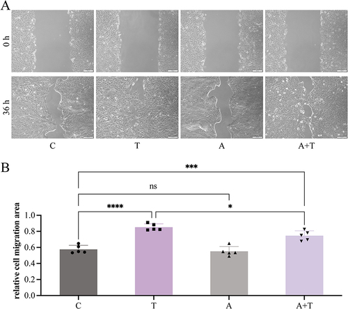Figure 2 (A) Ang-(1-7) inhibits TGF-β1–induced cell migration in HaCaT cells (100× magnification). (C: Group C; T: Group T; A: Group A; A+T: Group A + T.) (B) The cell migration rate measured by Image J software (NIH). The outcomes are depicted as the mean values (± standard deviation) derived from quintuple biological replicates. ns, not significant. *P <0.05, ***P < 0.001 and ****P < 0.0001. (C: Group C; T: Group T; A: Group A; A+T: Group A + T).