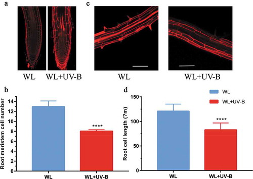 Figure 2. UV-B radiation inhibited cell division and cell length. Wild type (Col-0) was grown under continuous white light or white light with UV-B for 6 d. (a) The meristem zone and maturation zone of roots were stained by PI and then visualized by microscopically. (b) The average meristem cell number and cell length of the maturation zone were measured by Image J software, scale bar = 100 μm. Data are expressed as mean values ± standard errors from three replicates, and error bars represent standard errors. The symbol ‘*’ indicates statistical difference P < 0.05 and the symbol ‘****’ indicates statistical difference P < 0.0001 (paired t test, P < 0.05).