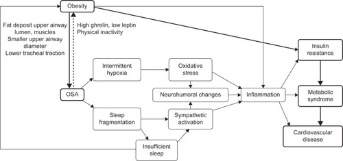 Figure 1 Putative relationships between OSA and obesity, insulin resistance, the metabolic syndrome, and cardiovascular disease.