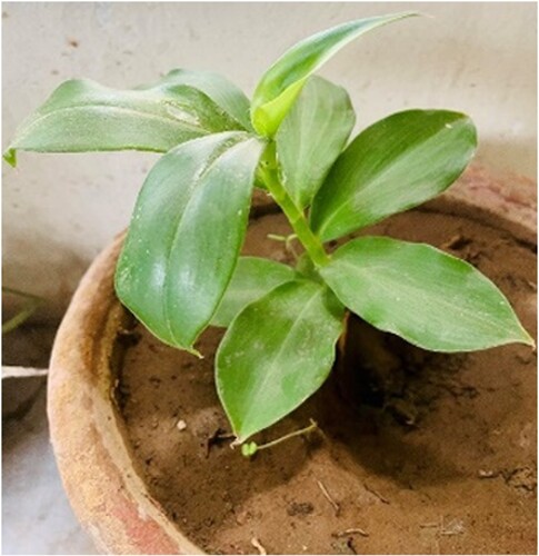 Figure 1. Costus igneus plant.