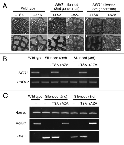 Figure 3. The effects of trichostatin A (TSA) and 5-azacytidine (AZA) on NEO1-silenced lines. (A) Chloroplast relocation movement in silenced lines treated with or without TSA or AZA. Gametophytes were treated with 5 µg ml−1 TSA for 2–3 weeks (a, c, e, g, I, and k) or 500 µM AZA (b, d, f, h, j, and l) for 2–3 weeks. Chloroplast movement was induced by low fluence-rate white light, directed from above (20~30 µmol m−2 s−1, a, b, c, d, e, and f), and then vertically vibrating polarized red light (10.7 µmol m−2 s−1, g, h, i, j, k, and l) from a horizontal direction for 5 h. Bar = 50 μm. (B) RT-PCR analysis in DNAi lines with or without TSA or AZA. Total RNAs were prepared from prothalli treated with 5 µg ml−1 TSA or 500 µM AZA for 2–3 weeks. PHOT2 was used as an amplification control. (C) Chop analysis with or without TSA or AZA. Genomic DNA obtained from prothalli that were incubated with 5 µg ml−1 TSA or 500 µM AZA for 2–3 weeks were used as the template for Chop-PCR.