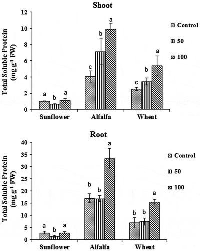 Figure 2. The effects of different fluorene concentrations in soil (Control, 50 and 100 mg kg−1) on total soluble protein content in the shoots and roots of wheat, alfalfa, and sunflower plants