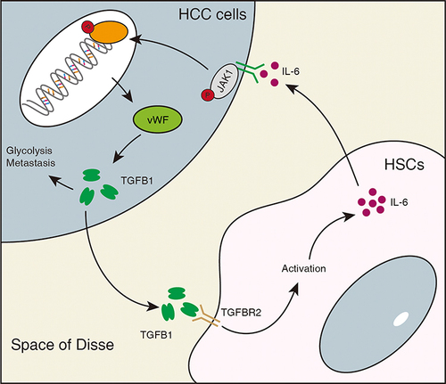 Figure 7 Schematic diagram illustrating the mechanism of HSC-derived IL-6 in promoting vWF mediated HCC glycolysis and migration. IL-6 from hepatic stellate cells promotes glycolysis and migration of HCC through the JAK1/vWF/TGFB1 axis. In addition, TGFB1 secreted by HCC cells further promotes the activation of hepatic stellate cells.