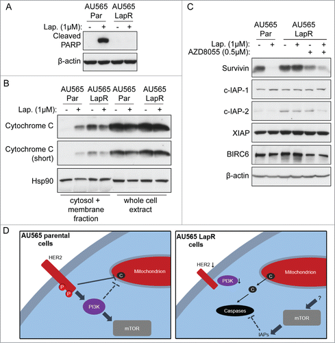 Figure 3. Inhibitors of apoptosis proteins (IAPs) are increased in lapatinib-resistant cells in an mTOR-dependent manner. (A) AU565 parental and LapR cells were treated with DMSO or 1μM lapatinib for 3 days, followed by protein gel blot. Cleaved PARP antibody recognizes PARP cleaved at aspartate 214. (B) Indicated cells were treated with lapatinib for 2 d followed by fractionation to isolate cytosol + membrane fraction using a sucrose-containing buffer; this fraction and whole-cell extract were analyzed by western blot. Hsp90 was used as a cytosolic control. (C) AU565 parental and LapR cells were treated with indicated drugs for 2 days, followed by protein gel blot. (D) Model summarizing molecular changes in lapatinib-resistant breast cancer cells. Left, lapatinib-sensitive cells suppress apoptosis through HER2-induced suppression of mitochondrial cytochrome C release, which may be through PI3K. Right, lapatinib-resistant cells have decreased HER2 and PI3K activity, which may result in constitutive cytochrome C release from mitochondria. Cytochrome C-induced apoptosis is apparently suppressed by IAPs and/or other mechanisms.