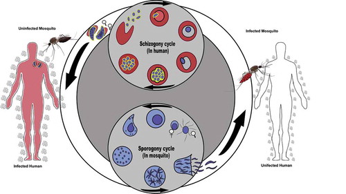 Figure 1. Plasmodium falciparum transmission cycle.The human malaria transmission cycle, including the first bite of an uninfected mosquito (top left) on a gametocyte carrier (infective human: schizogony cycle). Mature gametocytes are taken up by female mosquitoes, initiating the mosquito developmental stages of the parasites (sporogony cycle), and during this stage the parasite follows replication stages and the mosquito becomes infected during ~7–10 days and infective ~11–14 days. When an infective mosquito bites an uninfected human host (top right), it can transmit the infectious stage (sporozoites) to a second human host and malaria transmission cycle continues.