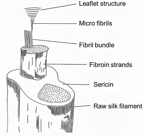 Figure 2. The structure of the raw silk fiber.