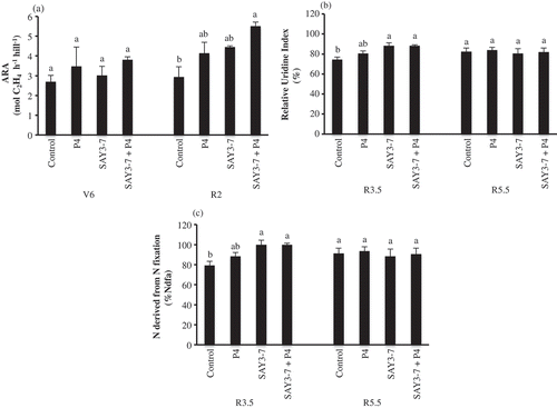 Figure 1. Effect of co-inoculation of B. japonicum SAY3-7 and S. griseoflavus on (A) acetylene reduction activity (ARA), (B) Relative Ureide Index (%), (C) N derived from N fixation (%Ndfa) of Yezin-6 soybean cultivar at different growth stages. The histograms with the same letter at each growth stage are not significantly different at P < 0.05 (Tukey’s test).