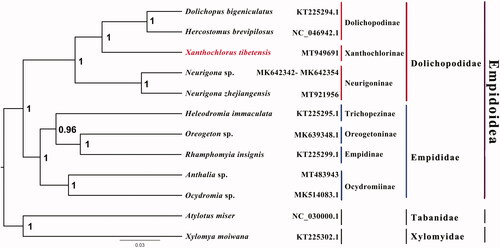 Figure 1. Bayesian phylogenetic tree of 12 Diptera species. The posterior probabilities are labeled at each node. GenBank accession numbers of all sequences used in the phylogenetic tree have been included in figure and corresponding to the names of all species.