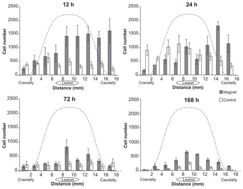 Figure 3 Distribution of cells in an 18 mm long segment of the injured spinal cord 12, 24, 72, and 168 hours after intrathecal injection.Notes: The cell distribution correlates with the magnetic forces of the magnetic implant above the lesion site, which attracts and concentrates the cells near the lesion and prevents the cells from advancing more cranially. The dashed lines depict the calculated distribution of the z-component of the magnetic forces for a slab-shaped magnet at a distance of 4.5 mm from the magnet’s surface.