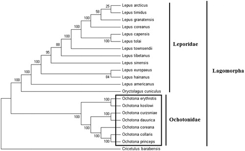 Figure 1. Phylogenetic tree generated using the maximum parsimony method based on complete mitochondrial genomes. Ochotona coreana (MT017929), Ochotona dauurica (MK105852), Ochotona erythrotis (MG051346), Ochotona curzoniae (EF535828), Ochotona koslowi (MG888668), Ochotona collaris (AF348080), Ochotona princeps (NC005358), Lepus arcticus (MK948870), Lepus hainanus (JQ219662), Lepus timidus (KR019013), Lepus coreanus (MK948870), Lepus tolai (KM609214), Lepus sinensis (KM362831), Lepus tibetanus (MN539747), Lepus europaeus (KY211029), Lepus capensis (GU937113), Lepus americanus (KJ397613), Lepus granatensis (KJ397610), Lepus townsendii (KJ397609), Oryctolagus cuniculus (MH985853). The out group is Cricetulus barabensis (MN056361).