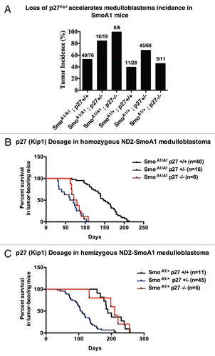 Figure 2 (A–C) p27Kip1 loss accelerates medulloblastoma incidence in SmoA1 mice. (A) p27Kip1 loss accelerates medulloblastoma incidence in homozygous and hemizygous mice for SmoA1 transgene. (B and C) SmoA1 mice heterozygous for p27Kip1 have a dramatic decreased survival latency compared to homozygous and nullizygous for p27Kip1.