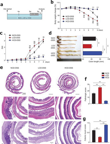 Figure 2. Dietary cellulose protected mice against DSS-induced colitis. (a) Scheme of diet and DSS treatment. Eight-week-old female mice were fed a normal chow diet (NCD) or LCD or HCD for 8 weeks and then DSS (2.5%) for 7 days. (b) Body weight and (c) disease activity index (DAI) scores were measured daily (n = 10/group). (d) Colon length was measured at the end of the experiment (n = 10/group). (e) Representative images of H&E- and PAS-stained sections of whole colon. Bar = 1000 μm and 200 μm. (f) Histologic scores for severity of inflammation, extent of injury, crypt damage, and colonic mucin (n = 5 ~ 8/group). (g) Mucin content in colonic crypts measured in PAS-stained slides (n = 5/group). Data are representative of two independent experiments and shown as mean ± SEM. Statistical analyses were conducted using Student’s t-test and one- or two-way ANOVA with Bonferroni’s post-hoc test. Statistical comparisons between NCD-DSS vs. HCD-DSS are represented as ++P < .01, LCD-DSS vs HCD-DSS as $$P < .01, and NCD-DSS vs. LCD-DSS as #P < .05; ##P < .01; **P < .01.