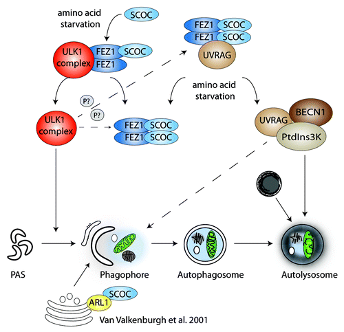 Figure 1. SCOC and FEZ1 regulate amino acid starvation-induced autophagy through interactions with ULK1 and UVRAG. We hypothesize that SCOC and FEZ1 coordinate the activities of both the ULK1 and UVRAG-BECN1-PtdIns3K complexes. Amino acid starvation may favor SCOC binding to FEZ1, thereby releasing the ULK1 complex, which becomes activated and induces phagophore formation. Amino acid starvation may also trigger dissociation of UVRAG from FEZ1-SCOC allowing formation of an active UVRAG-BECN1-PtdIns3K complex required for autophagosome formation and maturation. The interaction of FEZ1 and SCOC as well as the SCOC-FEZ1-UVRAG complex may be modulated by ULK1 phosphorylation.