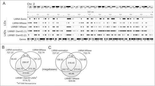 Figure 5. LMNA and LMNB1 associate with similar but also distinct chromatin domains. (A) IGV browser views of LMNA and LMNB1 ChIP-seq LiDs, and LMNB1 DamID LADs, on chromosome 2. LiDs are shown for HeLa cells (this study) and DamID LADs are shown for HT1080 cellsCitation4 (1) and fibroblastsCitation2 (2). RefSeq genes are shown. (B, C) Venn diagrams of genome coverage by LMNA LiDs in sonicated and MNase-digested chromatin, and (B) LMNB1 LADs identified by DamID in HT1080 cells or (C) LMNB1 LiDs mapped by ChIP-seq in HeLa cells.