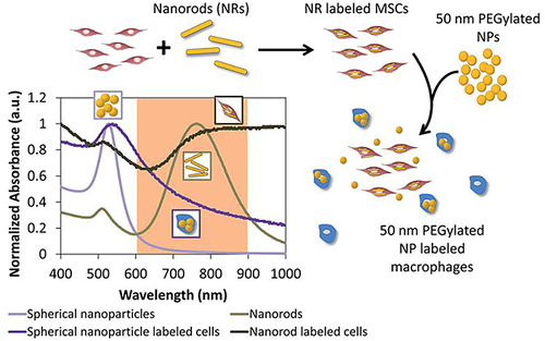 Figure 28 Schematic illustration of a two-nanoparticle system for labeling mesenchymal stem cells with gold nanorods and macrophages with gold nanospheres.