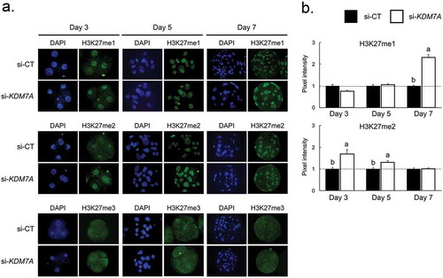 Figure 2. Immunofluorescence staining for H3K27me1, me2 and me3 on day 3, 5 and 7 PA-derived embryos injected with si-CT or si-KDM7A. (a) Representative pictures of H3K27me1, me2 and me3 staining in si-CT and si-KDM7A embryos. (b) Quantification of the pixel intensity for H3K27me1 and H3K27me2 in si-CT (black bars) and si-KDM7A (white bars). Results are presented as means ± SEM, and P < 0.05 was considered statistically significant. Different letters indicate statistical significance between groups on the same day. Values were corrected to 1 (dashed line) in si-CT groups and results are shown as relative differences between groups. Three independent replicates were performed and 10–15 embryos per group were used for quantification of pixel intensities.