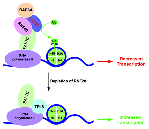Figure 2. Schematic diagram showing the transcriptional repressive function of human BRE1 or RNF20/RNF40 at a set of genes. The enzymatic activity of RNF20/RNF40/RAD6A complex impairs the association of TFIIS with PAF1C (possibly via histone H2B ubiquitylation), hence lowering recruitment of TFIIS to the RNF20-repressed genes. Following depletion of RNF20, histone H2B ubiquitylation declines, and interaction between TFIIS and PAF1C is enhanced, which subsequently promotes recruitment of TFIIS to the chromatin to facilitate transcription.