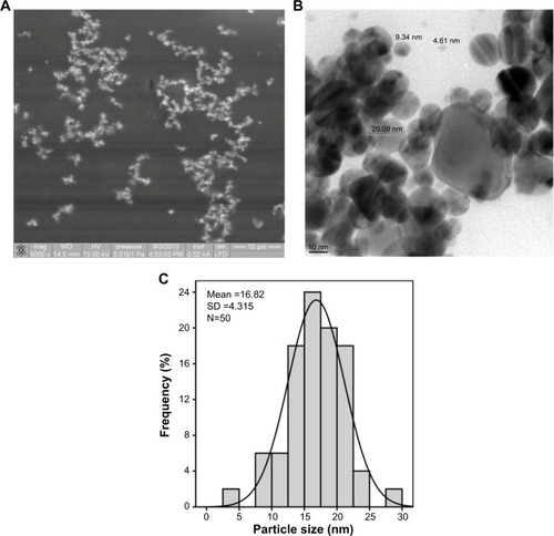 Figure 2 Morphology of synthesized AgNPs.Notes: (A) Scanning electron microscopic observation of AgNPs at ×5,000; insert bar corresponds to 10 μm. (B) TEM image of AgNPs; insert bar corresponds to 10 nm. (C) Particle size histogram evaluated from corresponding TEM micrograph is shown in (B).Abbreviations: AgNPs, silver nanoparticles; TEM, transmission electron microscopy.