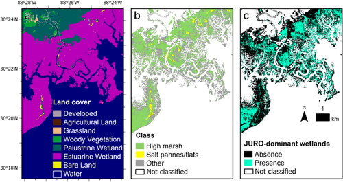 Figure 4. Example of high marsh and salt pannes/flats map products for the Grand Bay estuary, Mississippi, USA. (a) land cover map modified from the National Oceanic and Atmospheric Administration’s Coastal Change Analysis Program 30-m layer (NOAA 2016). (b) map of high marsh, salt pannes/flats, and other irregularly flooded wetlands. (c) map of irregularly flooded wetlands dominated by J. roemerianus. White areas in panes b and c represent areas outside the coastal wetland mask.