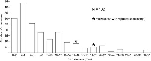 Figure 5. Size-frequency distributions of Helcionella antiqua with 2 mm size bins, showing a right (positively) skewed distribution.