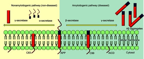 Figure 3 Alternative splicing of APP in amyloidogenic and nonamyloidogenic pathways.Note: Cleavage of APP by α- and γ-secretases in normal state and alternative cleavage by β- and γ- secretases in diseased state.Abbreviations: C83, 83-amino-acid carboxyterminal; C99, 99-amino-acid membrane-bound fraction; AICD, APP intracellular domain.