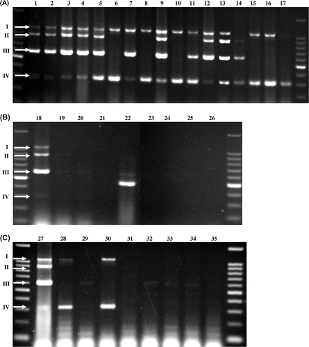 Fig. 1. Multiplex PCR analysis of SSU1, AWA1, BIO6, and FLO1 using DNA of various S. cerevisiae strains (A), other genera (B), and environmental isolates (C).Note: Arrows I, II, III, and IV indicate DNA bands corresponding to SSU1 (1049 bp), AWA1 (898 bp), BIO6 (595 bp), and FLO1 (315 bp), respectively. Lane numbers correspond to the strain list numbers in Table 1.