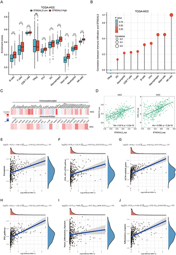 Figure 5 ST6GAL2 expression correlates with immune cell infiltration. (A) Immune cell infiltration levels of high- and low-ST6GAL2 expression groups in HCC. (B) Correlation between ST6GAL2 mRNA expression and immune cell infiltration in HCC. (C) Correlation between ST6GAL2 mRNA expression and immunostimulators or immunoinhibitors in HCC. (D) Correlation between ST6GAL2 mRNA expression and TMEM173 and CXCL12 in HCC. (E-J) The relationship between ST6GAL2 and ferroptosis (E), PI3K-AKT (F), ECM (G), P53 (H), tumor inflammation signature (I), and inflammatory response (J) pathways. **p < 0.01, ***p < 0.001, ns: no significant difference.