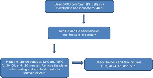 Figure 1 Experimental paradigm.Abbreviations: HDF, human dermal fibroblast; Ce, cerium; Se, selenium; h, hours.