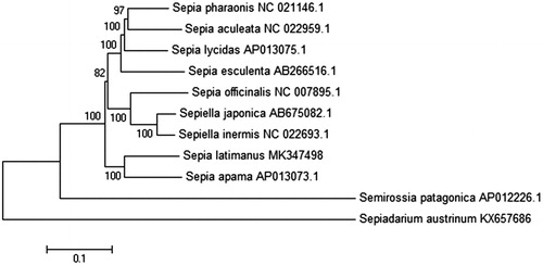 Figure 1. Phylogenetic relationships of 9 Sepiidae species based on the complete mitogenome sequences.
