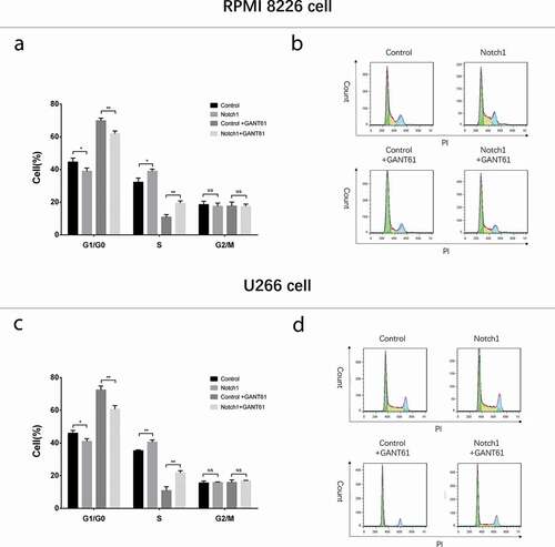 Figure 10. Cell cycle after transfection with Notch1 overexpression plasmids in MM cells. Cell cycle analysis after transfection with Notch1 overexpression plasmids in RPMI-8226 cells (a, b). Cell cycle analysis after transfection with Notch1 overexpression plasmids in U266 cells (c, d). Comparison between two groups was determined by t-test. P value < 0.05 was considered significant. *, P < 0.05; **, P < 0.01; NS, no significance.