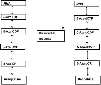 Figure 2 Incorporation of Azacytidine into RNA and its metabolite 5 Aza 2 deoxycytidine (Decitabine) into DNA.