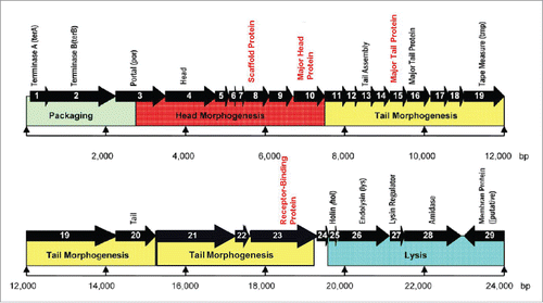 Figure 3. Map of head and tail morphogenesis region of bacteriophage φEf11 genome.