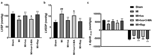 Figure 1. Effect of ivabradine on LVSP, LVEDP, and ± dp/dtmax of MI rats. (a) Left ventricular systolic pressure (LVSP). (b) Left ventricular end diastolic pressure (LVEDP). (c) maximal ascending/descending rate of left ventricular pressure over time (± dp/dtmax). n = 6 rats/group. Data were expressed as mean ± SD; ##P < 0.01 vs Sham group; **P < 0.01 vs MI group; &P < 0.05, &&P < 0.01 vs MI+Iva group. Abbreviations: 3-MA, 3-methyladenine; Iva, ivabradine; MI, myocardial infarction; Rap, rapamycin