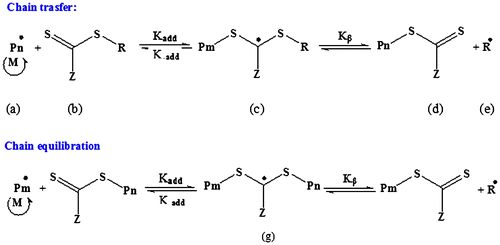 Scheme 2. The proposed chain transfer and chain equilibration steps of RAFT mechanism using dithiocarbonyl derivatives.