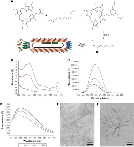 Figure 2 Synthesis and characterization of PPA-JM-phage.Notes: (A) Integration of PPA and JM-phage through EDC–NHS conjugation chemistry. (B) Ultraviolet-visible absorption spectra of 10%, 50%, and 100% conjugation of PPA on JM-phage. (C) Fluorescence spectra (671 nm) of PPA-JM-phage with 10%, 50%, and 100% conjugation of PPA on JM-phage. (D) Fluorescence spectra (326 nm) of PPA-JM-phage with 10%, 50%, and 100% conjugation of PPA on JM-phage. (E) JM-phage nanofibers on TEM. (F) JM-phage nanofibers partially modified with PPA on TEM.Abbreviations: PPA, pheophorbide A; NHS, N-hydroxysuccinimide; EDC, 1-ethyl-3-(3-dimethylaminopropyl)-carbodiimide; TEM, transmission electron microscopy; DMSO, dimethyl sulfoxide.