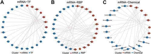 Figure 8 Construction of related regulatory network. (A) mRNA-TF regulatory network. (B) mRNA-RBP regulatory network. (C) mRNA-Chemical network.