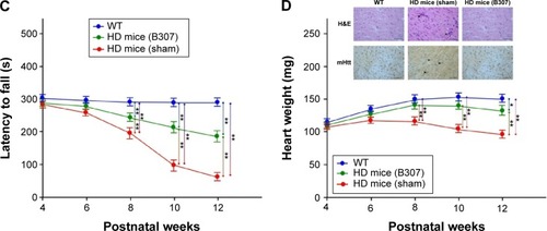 Figure 2 Life span, body weight, and motor ability of R6/2 HD mice and their WT under oral B307 and sham treatments.