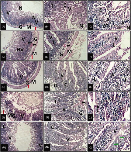 Figure 1. Representative photomicrographs of duodenum of growing rabbit reared under summer conditions of different experimental groups. (A–C) control group fed non-supplemented diets, (D–F) colistin group, (G–I) Enterococcus faecium (EF) NCIMB 11181 group, (J–L) Clostridium butyricum (CB) group, (M–O) EF + CB group. Villi: V; Necrotic masses: N; Intestinal glands: G; Muscular layer: M; Serosa: red arrow; Crypt: C; Inflammatory cell infiltrations: I; Epithelium: E; Erosions: S; Stroma: ST; Intraepithelial lymphocytosis: L; Hyperplasia: HV; Congestion: black arrow; Goblet cell: green arrow (1st, 2nd, 3rd column of photos stained with H&E at 40×, 100×, and 400×, respectively).