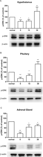 Figure 2. Effect of acute CWSS on ERK protein expression in the HPA axis. The protein p-ERK expression in the hypothalamus (A), in the pituitary (B), and the adrenal gland (C) were analyzed by Western blot. β-Actin (1:1000 dilution) was used as an internal loading control. Signals were quantified with the use of laser scanning densitometry and expressed as a percentage of the control. Values are mean ± SEM. The number of animals in each group was 6. *p < 0.05, **p < 0.01, ***p < 0.001.