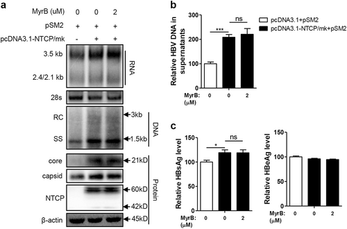 Fig. 5 MyrB cannot block the activation of HBV replication by NTCP/mk.Huh7 cells transfected with the indicated plasmids were treated with 2 μM. a HBV transcription and replication intermediates were detected by northern blotting and Southern blotting, respectively (top panel). Expression of NTCP and core proteins and capsid formation in cells were analyzed by western blotting (bottom panel). b HBV DNA in culture supernatants were detected by real-time PCR (n = 4). c HBsAg and HBeAg in culture supernatants were detected by ELISA (n ≥ 4). A two-tailed t-test was used to determine differences in multiple comparisons. *P < 0.05, ***P < 0.001, ns: P > 0.05