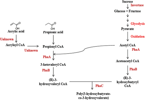 Figure 1. Schematic of the metabolic pathway in which PHA biosynthesis happen in the presence of PPA and AA supplementation as the co-substrate.