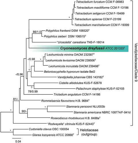 Figure 5. Position of Cryonesomyces dreyfussii (ATCC 201333) within the Vandijckellaceae/Clade 9 inferred from ML analysis of the concatenated ITS + nuc 18S + nuc 28S + RPB2 data set. Details as in FIG. 1.